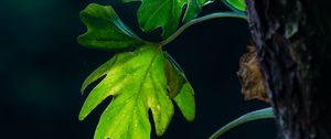 Preview wallpaper leaves, branches, macro, shadows, blur
