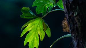 Preview wallpaper leaves, branches, macro, shadows, blur