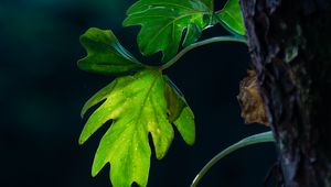 Preview wallpaper leaves, branches, macro, shadows, blur