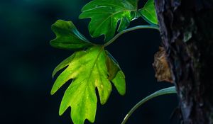 Preview wallpaper leaves, branches, macro, shadows, blur