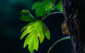 Preview wallpaper leaves, branches, macro, shadows, blur