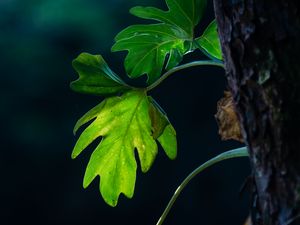 Preview wallpaper leaves, branches, macro, shadows, blur