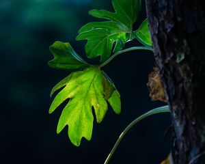 Preview wallpaper leaves, branches, macro, shadows, blur