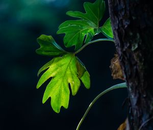 Preview wallpaper leaves, branches, macro, shadows, blur