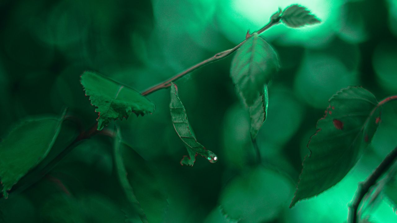 Wallpaper leaves, branches, macro, drops, green