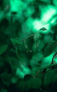 Preview wallpaper leaves, branches, macro, drops, green