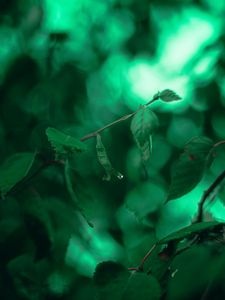 Preview wallpaper leaves, branches, macro, drops, green