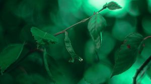 Preview wallpaper leaves, branches, macro, drops, green
