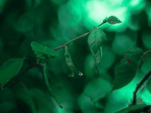 Preview wallpaper leaves, branches, macro, drops, green