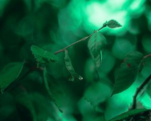 Preview wallpaper leaves, branches, macro, drops, green