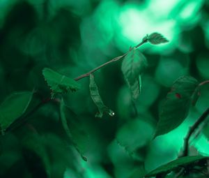 Preview wallpaper leaves, branches, macro, drops, green