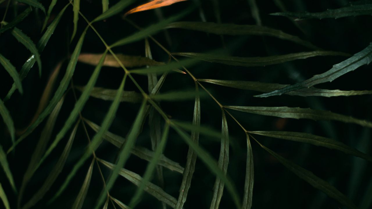 Wallpaper leaves, branches, macro, green hd, picture, image
