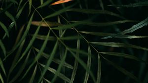Preview wallpaper leaves, branches, macro, green