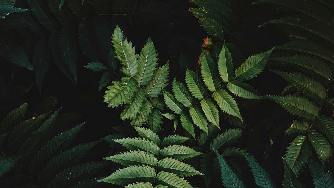 Wallpaper leaves, branches, macro, green, dark