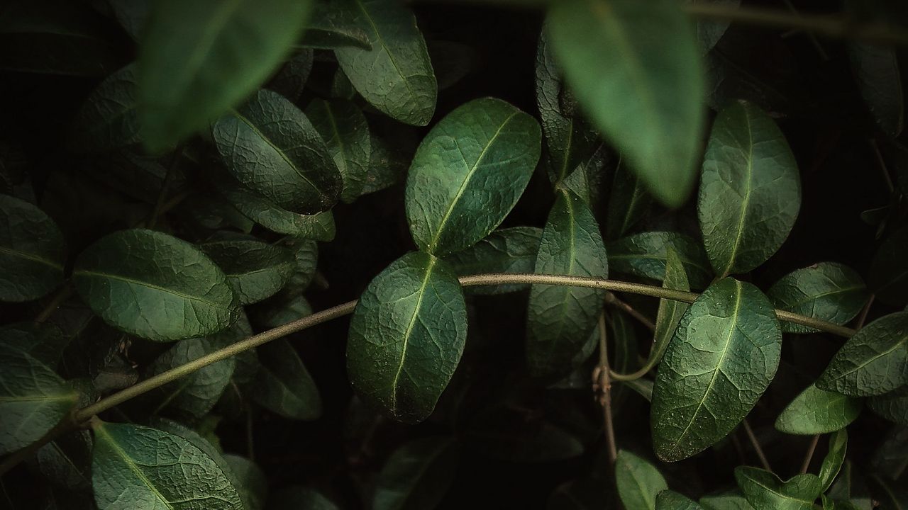 Wallpaper leaves, branches, macro, green, veins