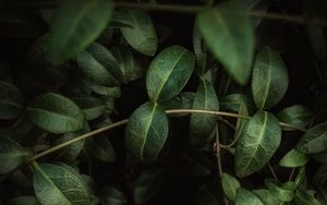 Preview wallpaper leaves, branches, macro, green, veins