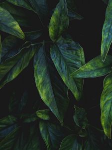 Preview wallpaper leaves, branches, macro, veins, green