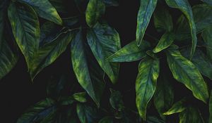 Preview wallpaper leaves, branches, macro, veins, green