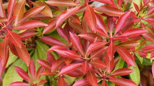 Preview wallpaper leaves, branches, macro, red, green