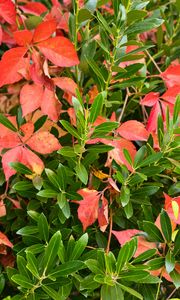 Preview wallpaper leaves, branches, macro, green, red