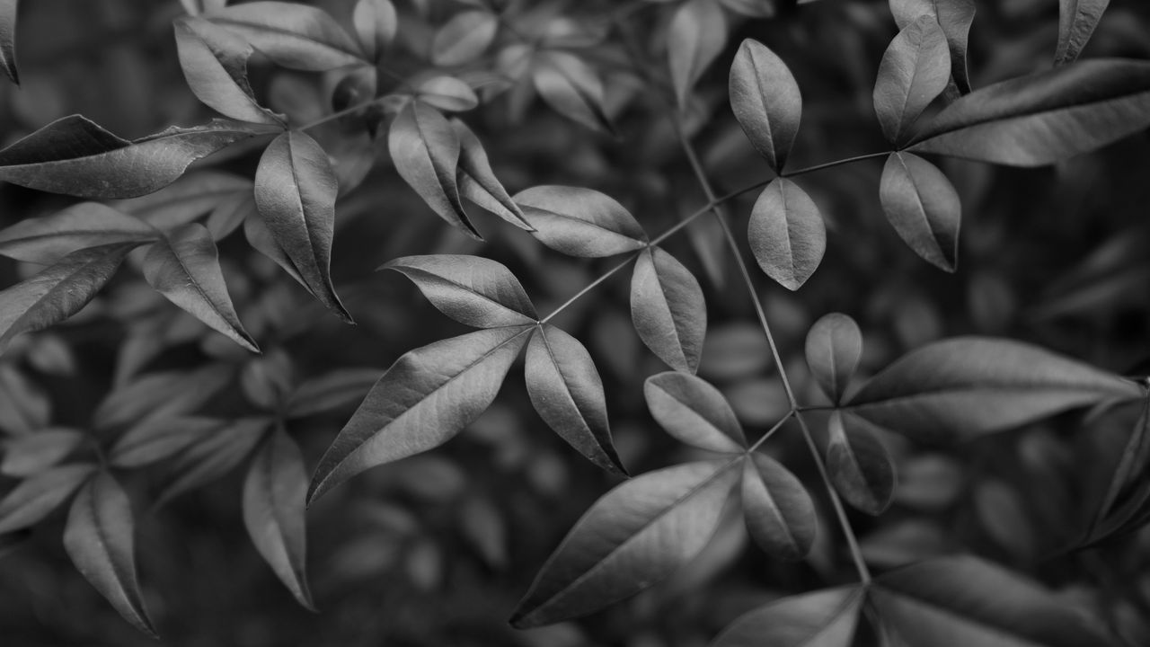 Wallpaper leaves, branches, macro, black and white