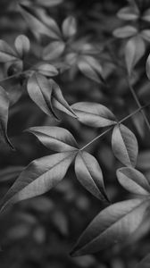 Preview wallpaper leaves, branches, macro, black and white