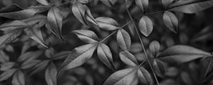 Preview wallpaper leaves, branches, macro, black and white