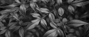 Preview wallpaper leaves, branches, macro, black and white