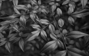 Preview wallpaper leaves, branches, macro, black and white