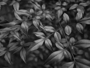 Preview wallpaper leaves, branches, macro, black and white