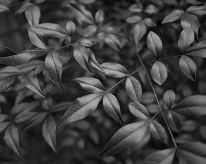 Preview wallpaper leaves, branches, macro, black and white