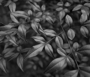 Preview wallpaper leaves, branches, macro, black and white