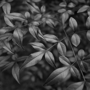 Preview wallpaper leaves, branches, macro, black and white
