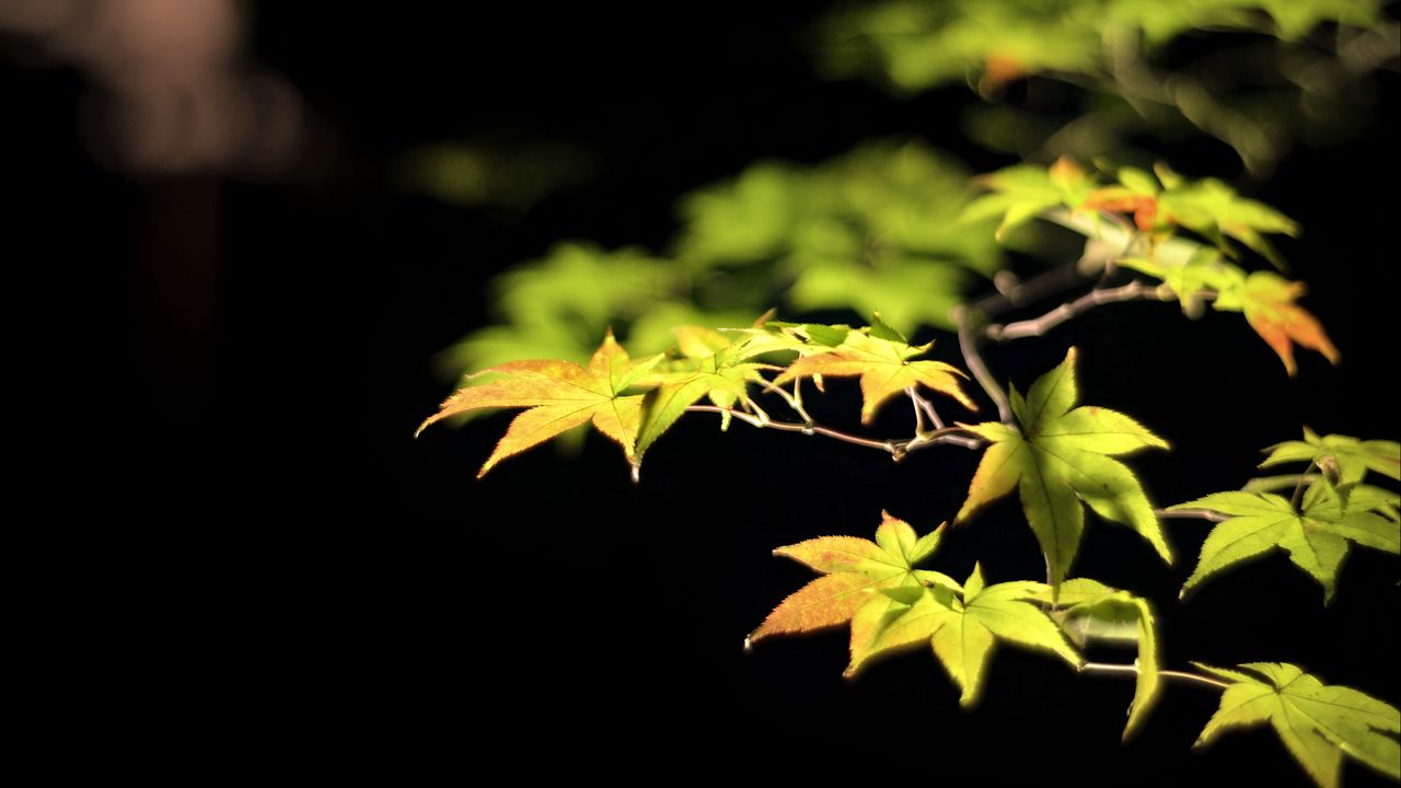 Wallpaper leaves, branches, maple, black background