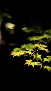 Preview wallpaper leaves, branches, maple, black background