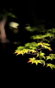 Preview wallpaper leaves, branches, maple, black background