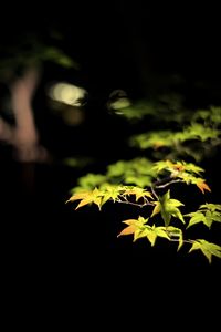 Preview wallpaper leaves, branches, maple, black background