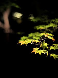 Preview wallpaper leaves, branches, maple, black background