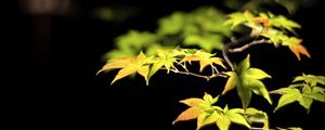 Preview wallpaper leaves, branches, maple, black background