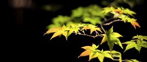 Preview wallpaper leaves, branches, maple, black background