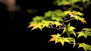 Preview wallpaper leaves, branches, maple, black background