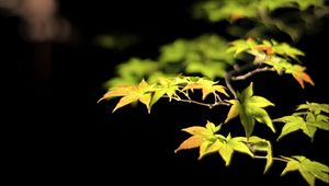 Preview wallpaper leaves, branches, maple, black background