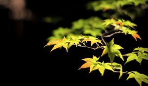 Preview wallpaper leaves, branches, maple, black background