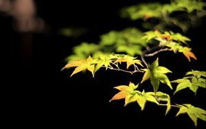 Preview wallpaper leaves, branches, maple, black background