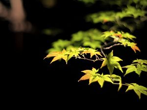 Preview wallpaper leaves, branches, maple, black background