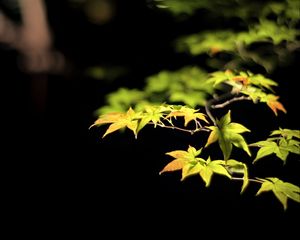 Preview wallpaper leaves, branches, maple, black background