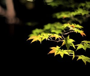 Preview wallpaper leaves, branches, maple, black background