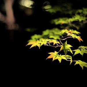 Preview wallpaper leaves, branches, maple, black background