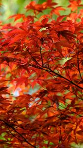 Preview wallpaper leaves, branches, maple, autumn