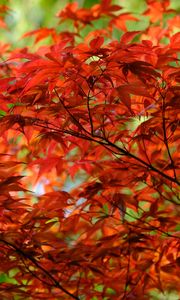 Preview wallpaper leaves, branches, maple, autumn